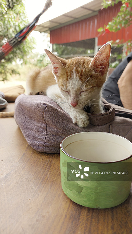 昏昏欲睡的姜色小猫 resting 在绿色杯子旁边的手提包上图片素材