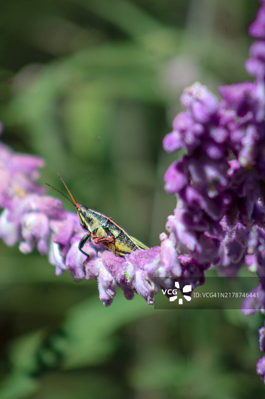 紫色花朵上的昆虫特写图片素材