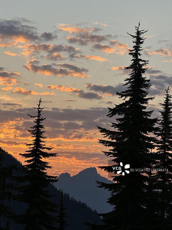 日落时分，华盛顿州达林顿的天空中树木的剪影图片素材