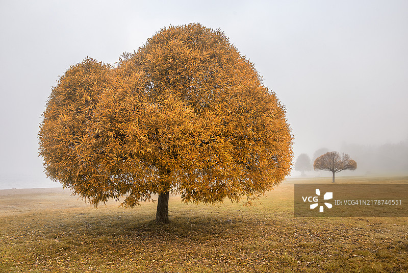 田野上的树木与天空相映成趣图片素材