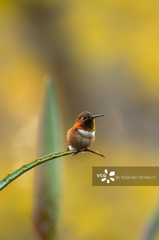 停在植物上的蜂鸟特写，蒙特西托，加利福尼亚州，美国图片素材