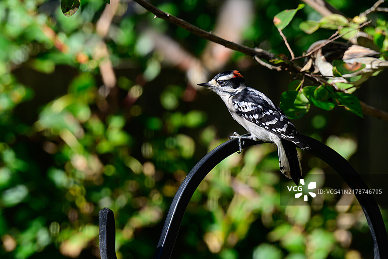 柔羽啄木鸟图片素材