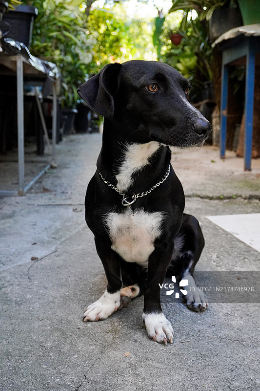 户外坐着的黑狗特写，巴西图片素材