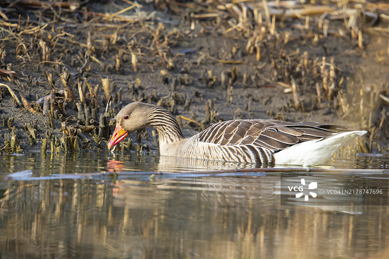 鸿雁（德国）图片素材