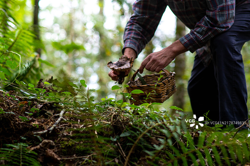 一位觅食者在森林中寻找隐藏在树叶中的野生蘑菇图片素材