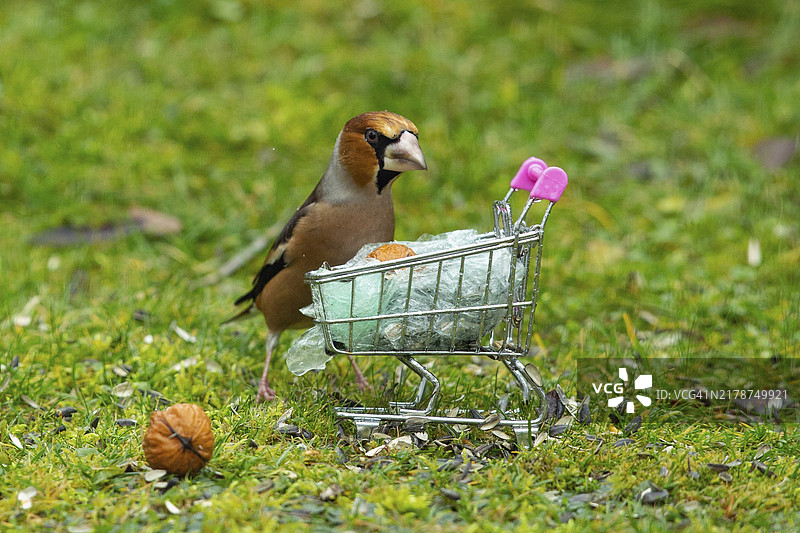 锡嘴雀坐在购物车后的绿草中图片素材