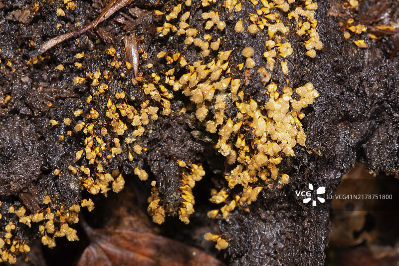 树干上成簇的黄色假发蘑菇图片素材