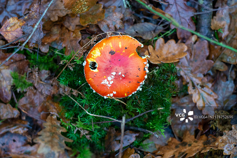红色毒蝇伞蘑菇图片素材