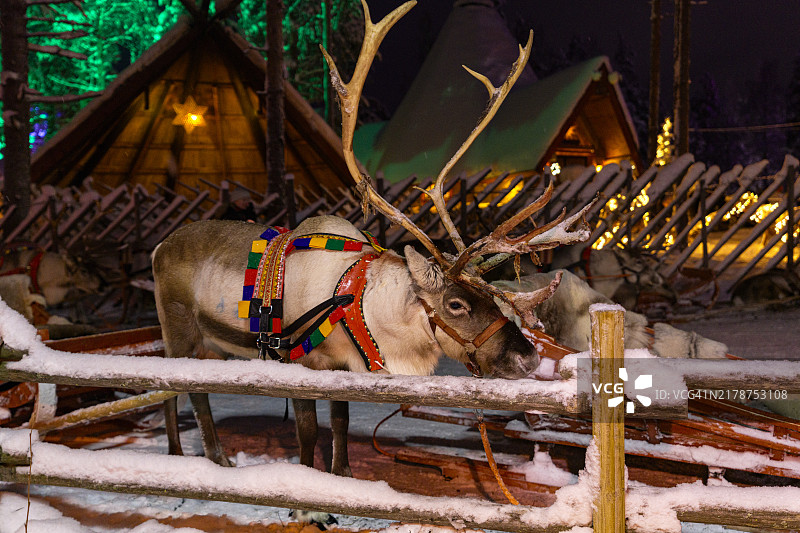 圣诞老人村的驯鹿，罗瓦涅米图片素材