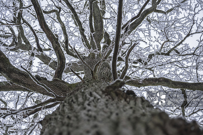 老橡树（栎属植物）的冷冻树枝图片素材