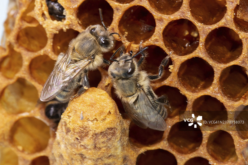 蜂巢旁的两只蜜蜂图片素材