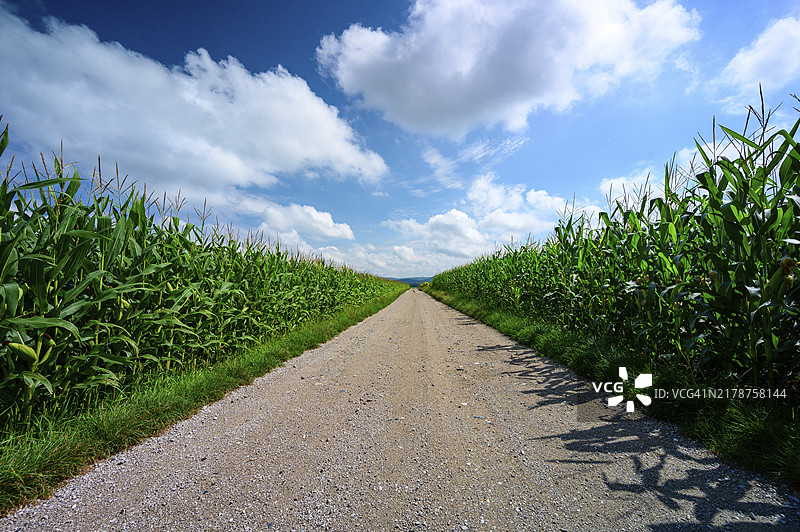延伸至玉米地尽头的碎石路图片素材
