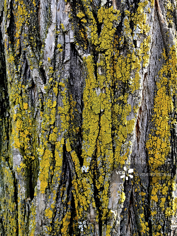树干上的黄色图片素材