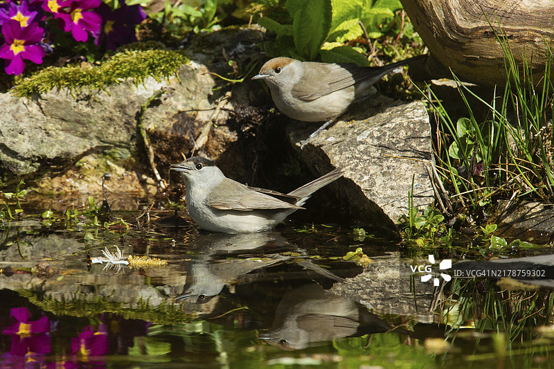黑顶莺：雄性和雌性站在水边石头上图片素材