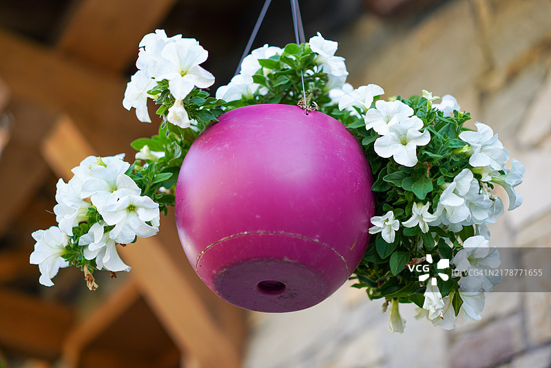 绽放的宁静描述图片素材