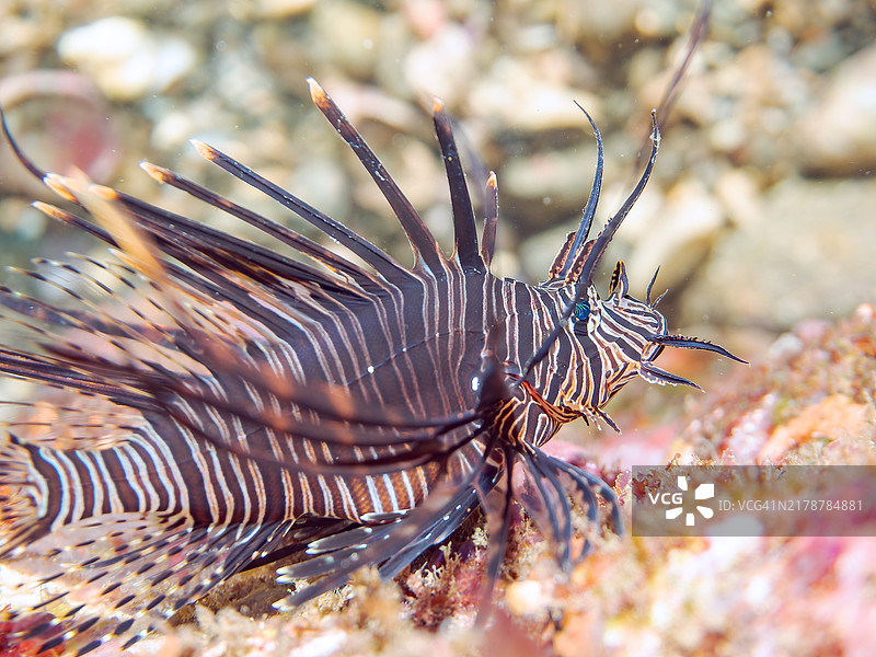 美丽的红狮鱼幼鱼（黑变种）图片素材