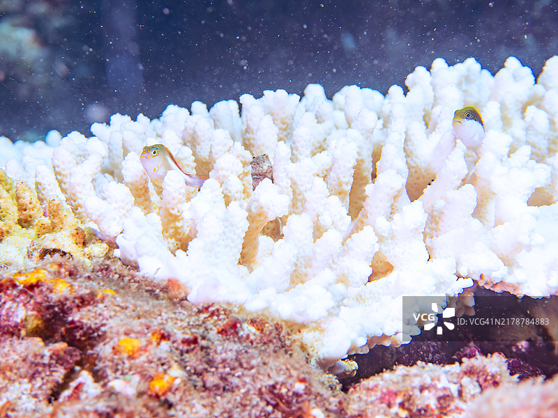 美丽的桌面珊瑚、环眼鹗鱼和黑缘鹗鱼幼鱼图片素材