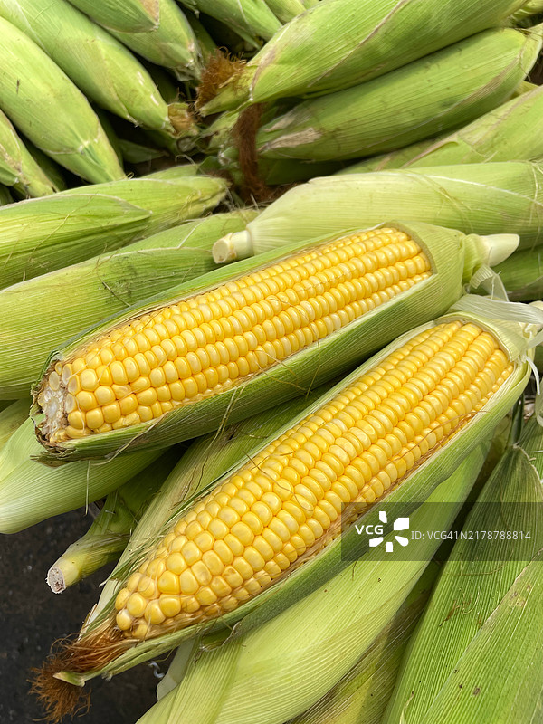 玉米植株图片素材