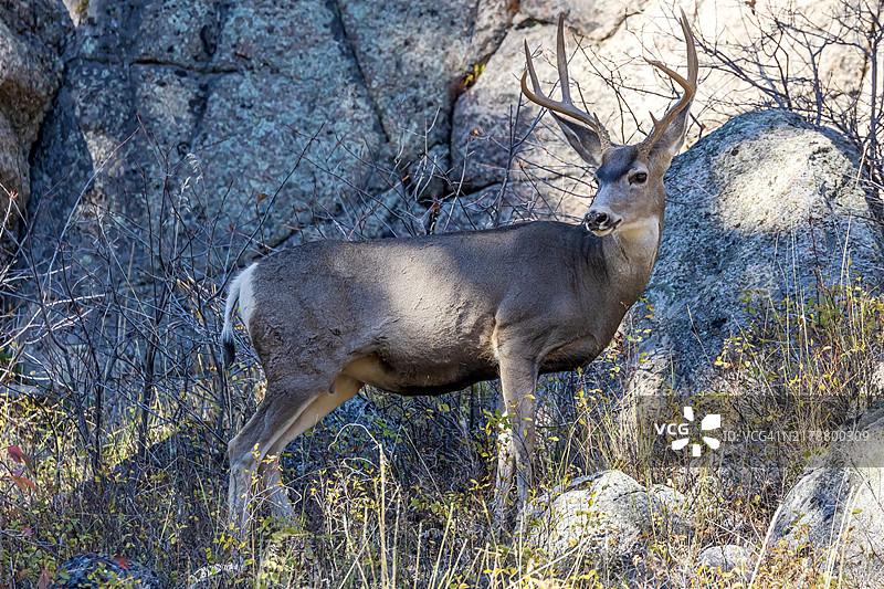 黑尾鹿肖像图片素材