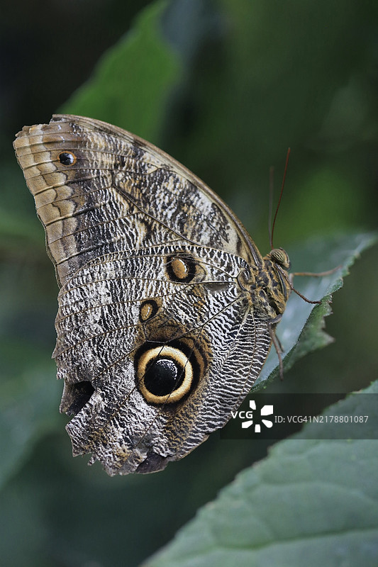 猫头鹰-蝴蝶（卡里戈属）图片素材