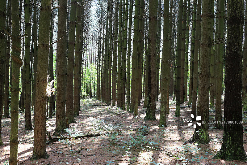 铺满常绿松针的松树森林图片素材