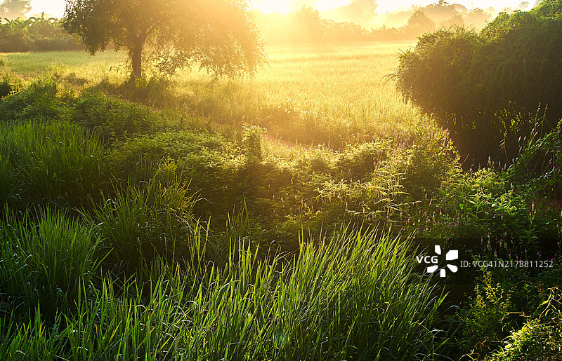阳光明媚的清晨田野与露珠亲吻的树叶图片素材