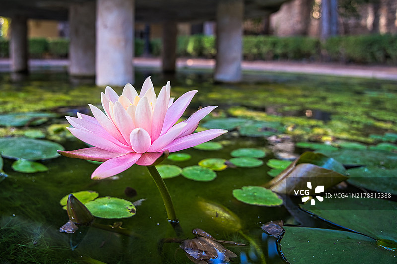 红睡莲图片素材