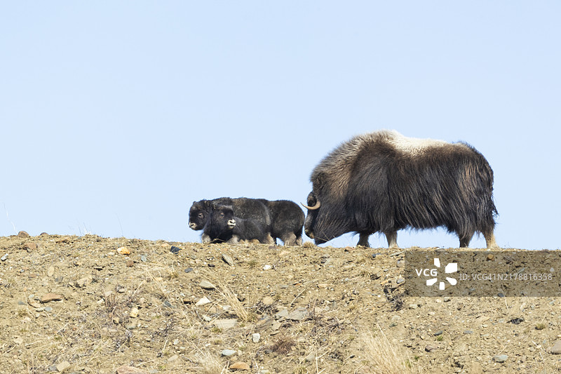 三只麝牛幼崽与父母在诺姆郊外图片素材