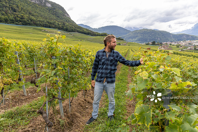 男子在风景如画的葡萄园中检查葡萄藤图片素材
