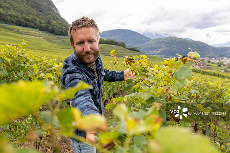 农民在检查葡萄园图片素材