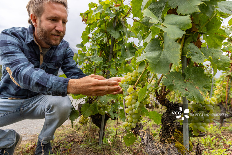 男子在葡萄园检查绿色葡萄图片素材
