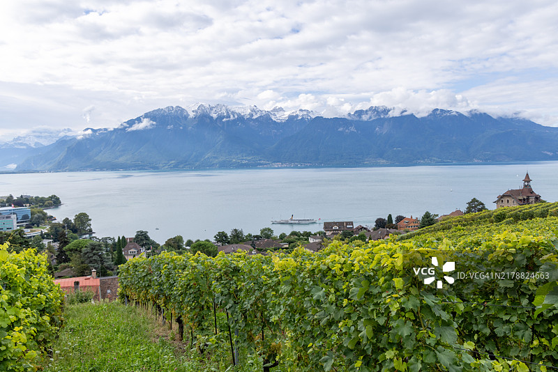 湖光山色的葡萄园风光图片素材