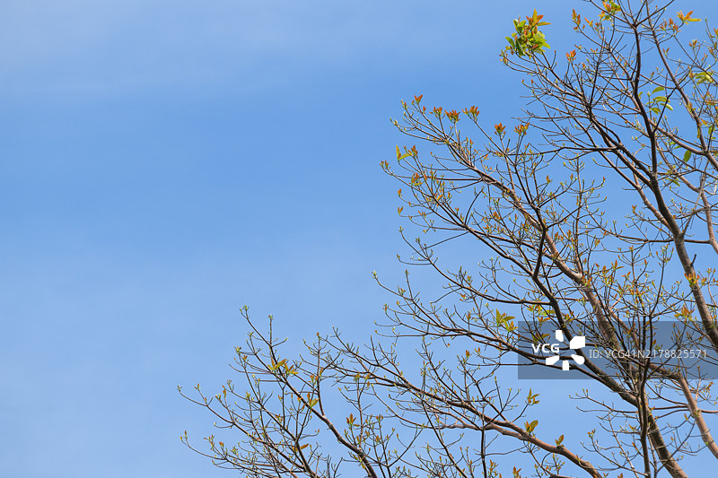 蓝天下的树枝图片素材