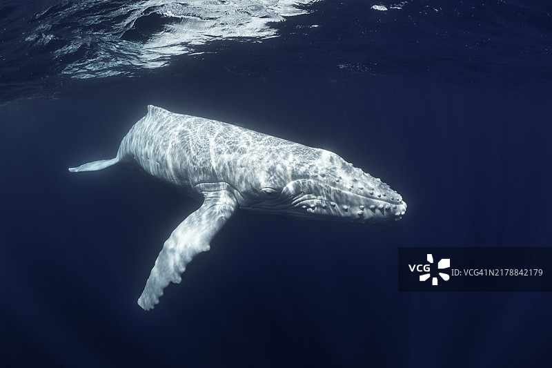 在水面上的白化座头鲸特写图片素材