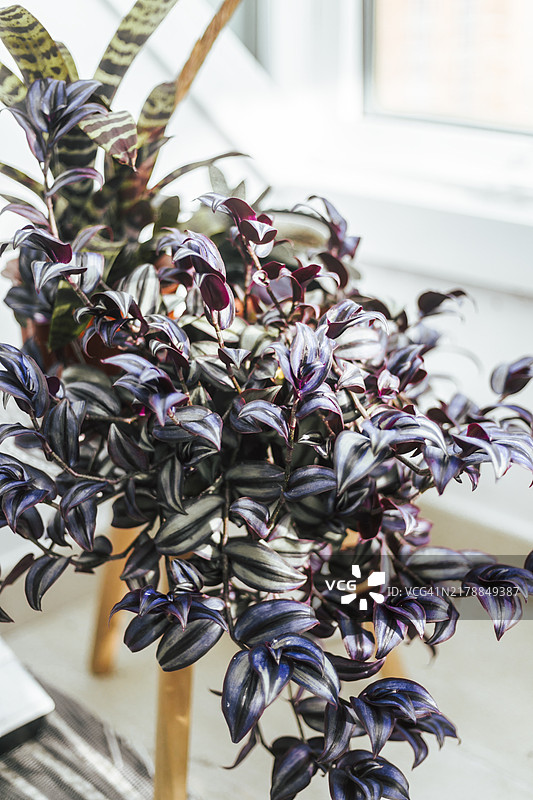 后院悬挂的吊竹梅图片素材