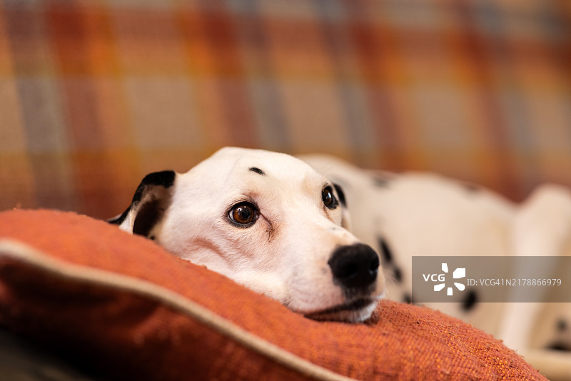 在沙发上休息的达尔马提亚犬图片素材