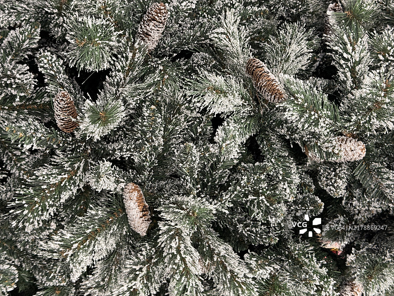 特写镜头下的带球果的白皮冷杉（欧洲冷杉）图片素材