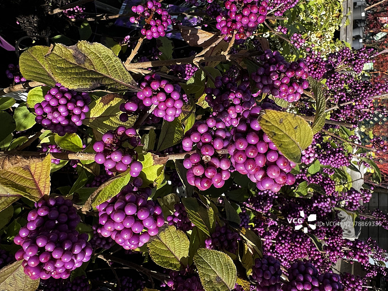 特写镜头下的美洲紫珠灌木上的紫色浆果图片素材