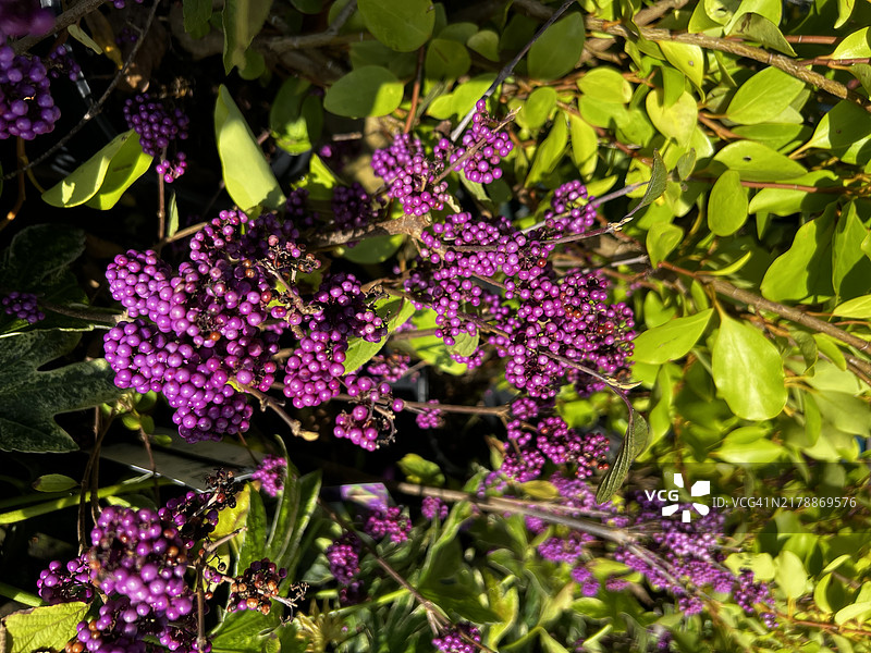 特写镜头下的美洲紫珠灌木上的紫色浆果图片素材