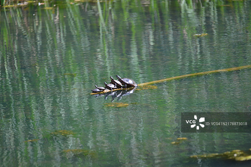 东部彩龟图片素材