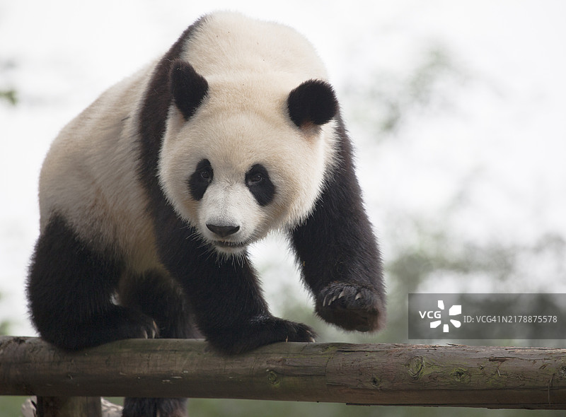 圈养的熊猫图片素材