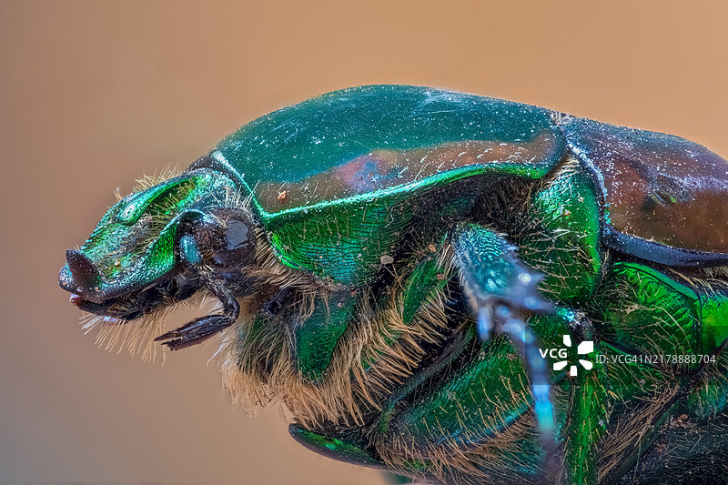 绿色昆虫的特写镜头图片素材