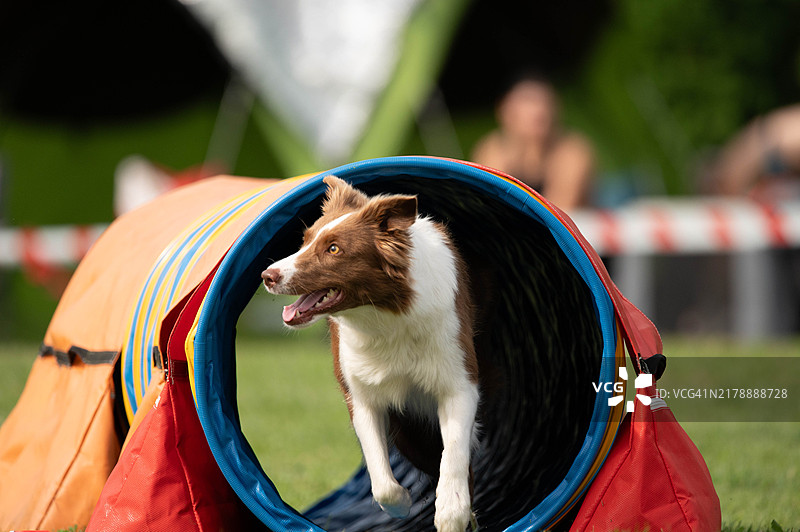 敏捷犬赛跑：狗狗跨越障碍图片素材