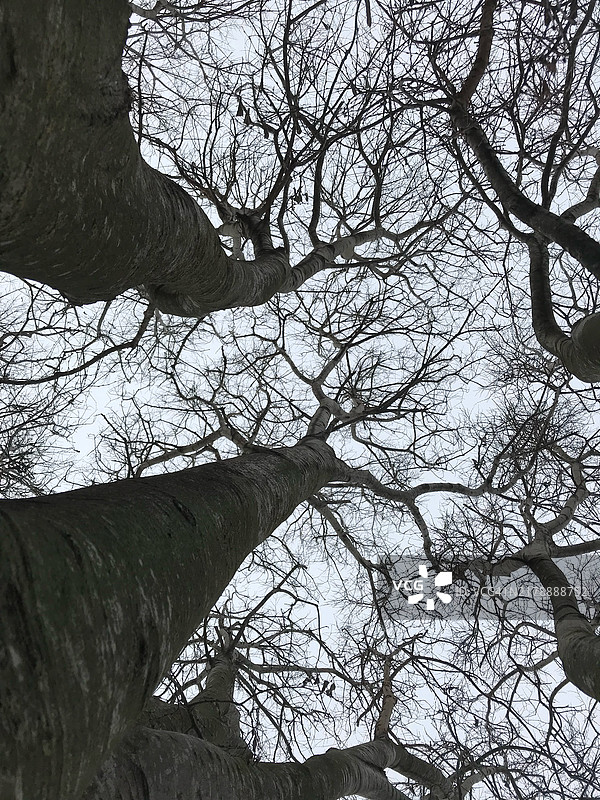 光秃的树木映衬着白色的天空，西班牙赫罗纳的菲格雷斯图片素材