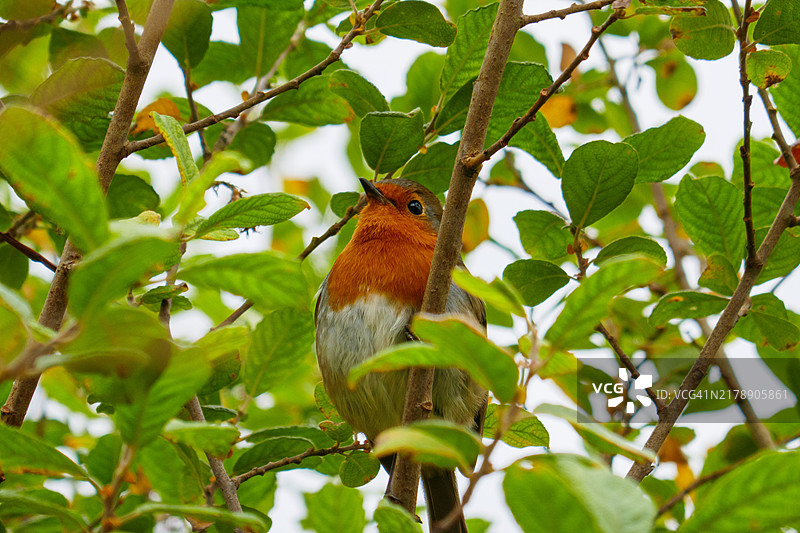树上的知更鸟图片素材