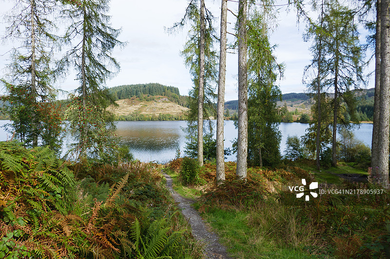 透过树木看到的德伦基湖图片素材