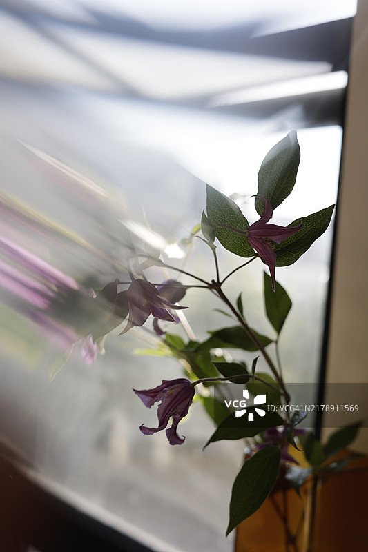 窗边的鲜花图片素材