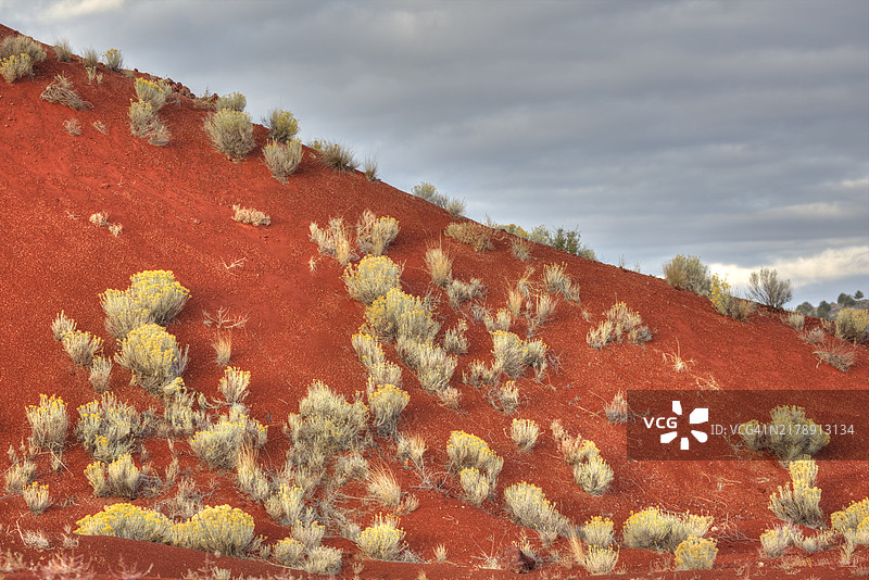 生长在沙质山坡上的兔灌木图片素材