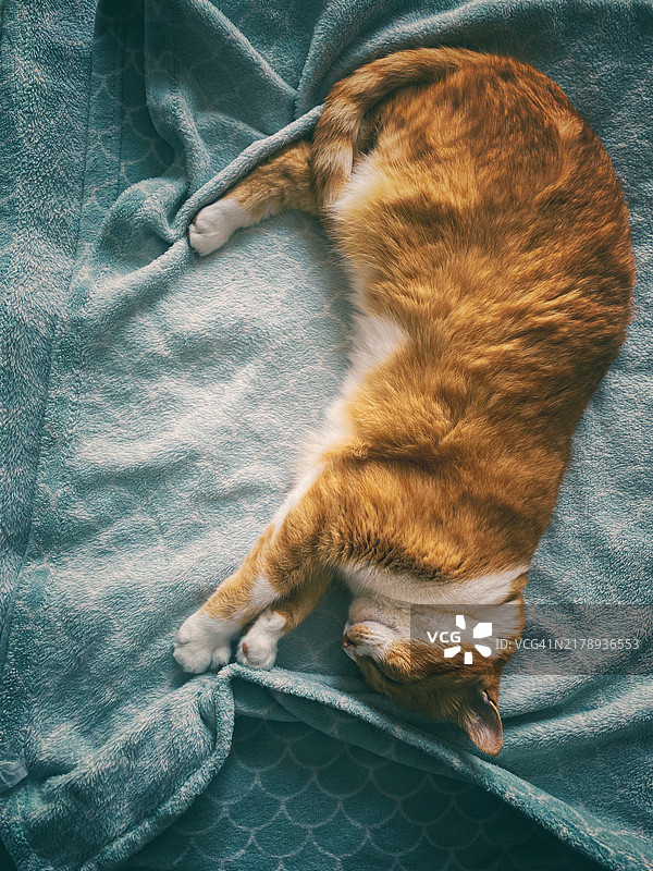 美丽的橙色虎斑猫睡在蓝色毯子上图片素材