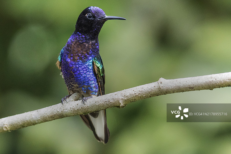 栖息的紫冠蜂鸟图片素材